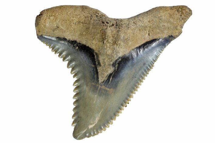 Serrated, Fossil Shark (Hemipristis) Tooth #142455